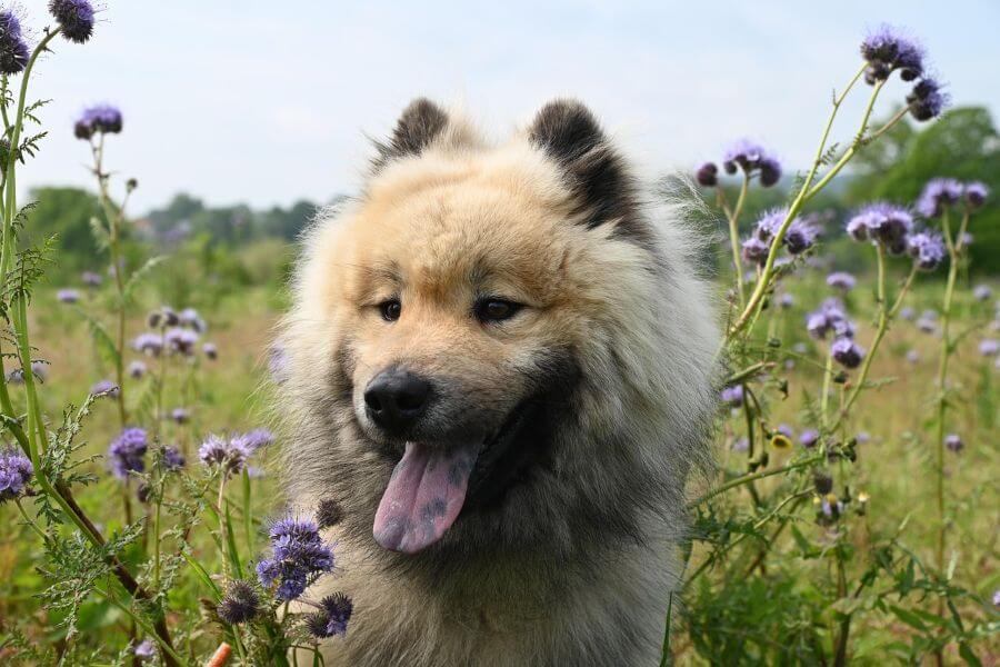 Dog Adoption and rescue in India