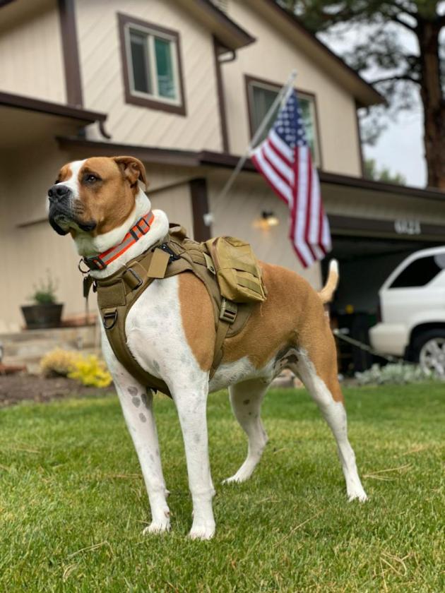 Retired and trained miltary dogs