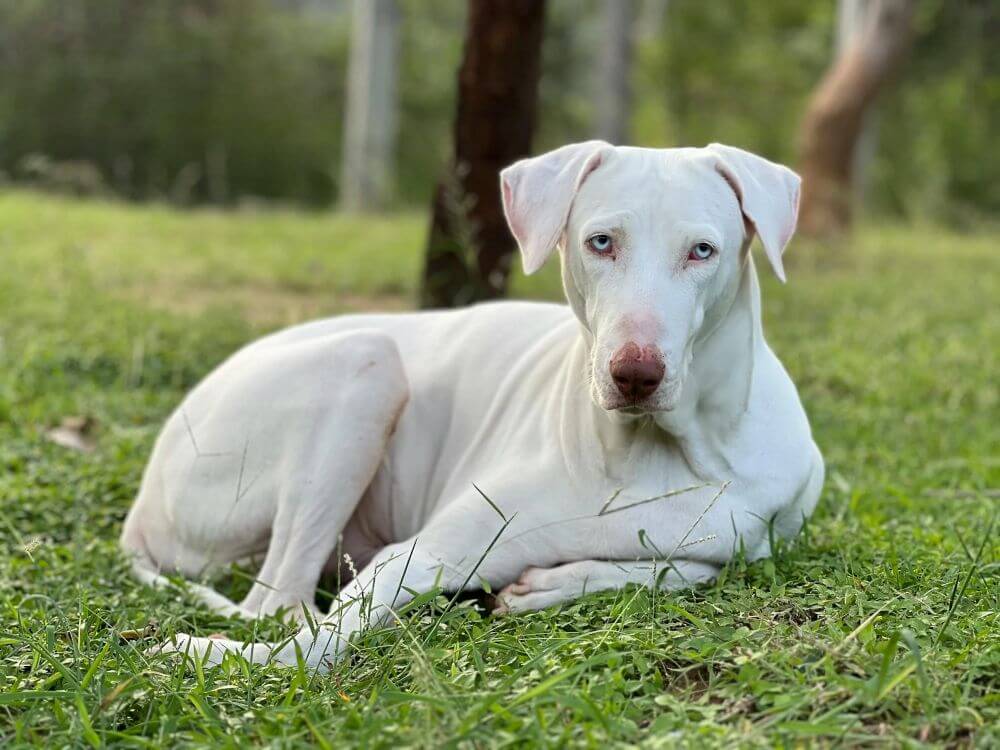 Indian dog adoption and rescue